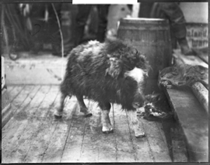 Image: Young musk-ox aboard (Shannon or Maureen)